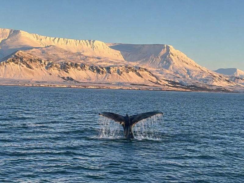 Whale watching (from Reykjavík harbour)