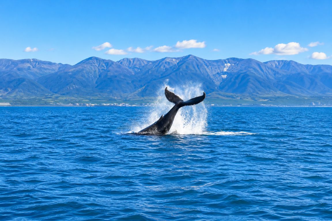 Whale tail breaching in Faxaflói Bay with mountains in the background during a Day Trips From Reykjavik tour with our agency