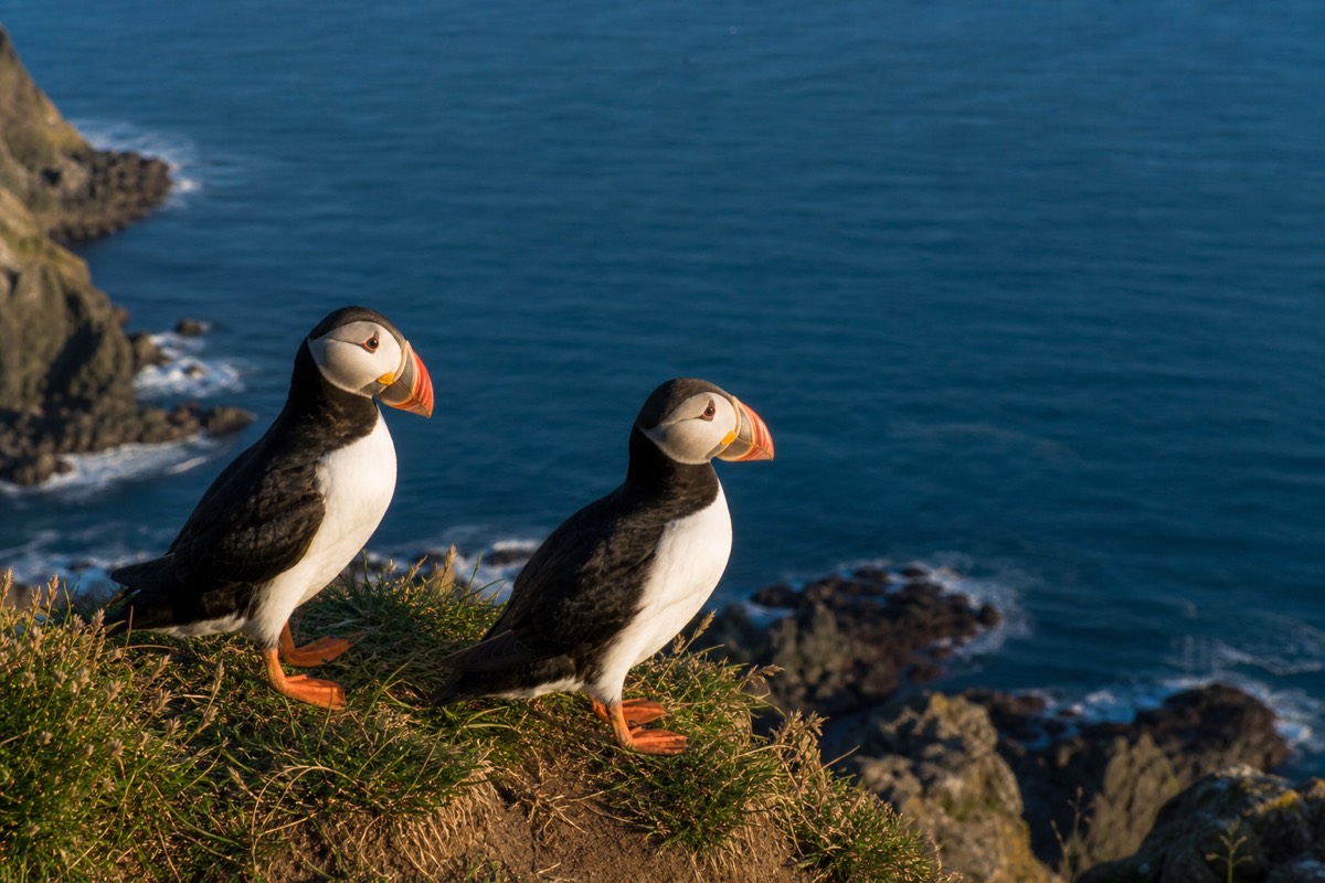 Atlantic puffins standing on a grassy sea cliff in Iceland during the nesting season
