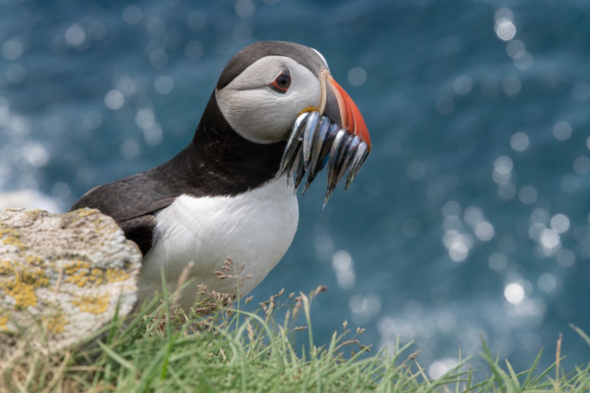 Atlantic puffins on a sea cliff in Iceland