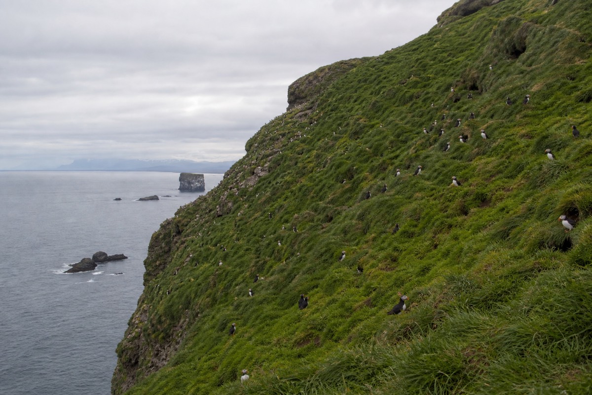 Atlantic puffins on a sea cliff in Iceland