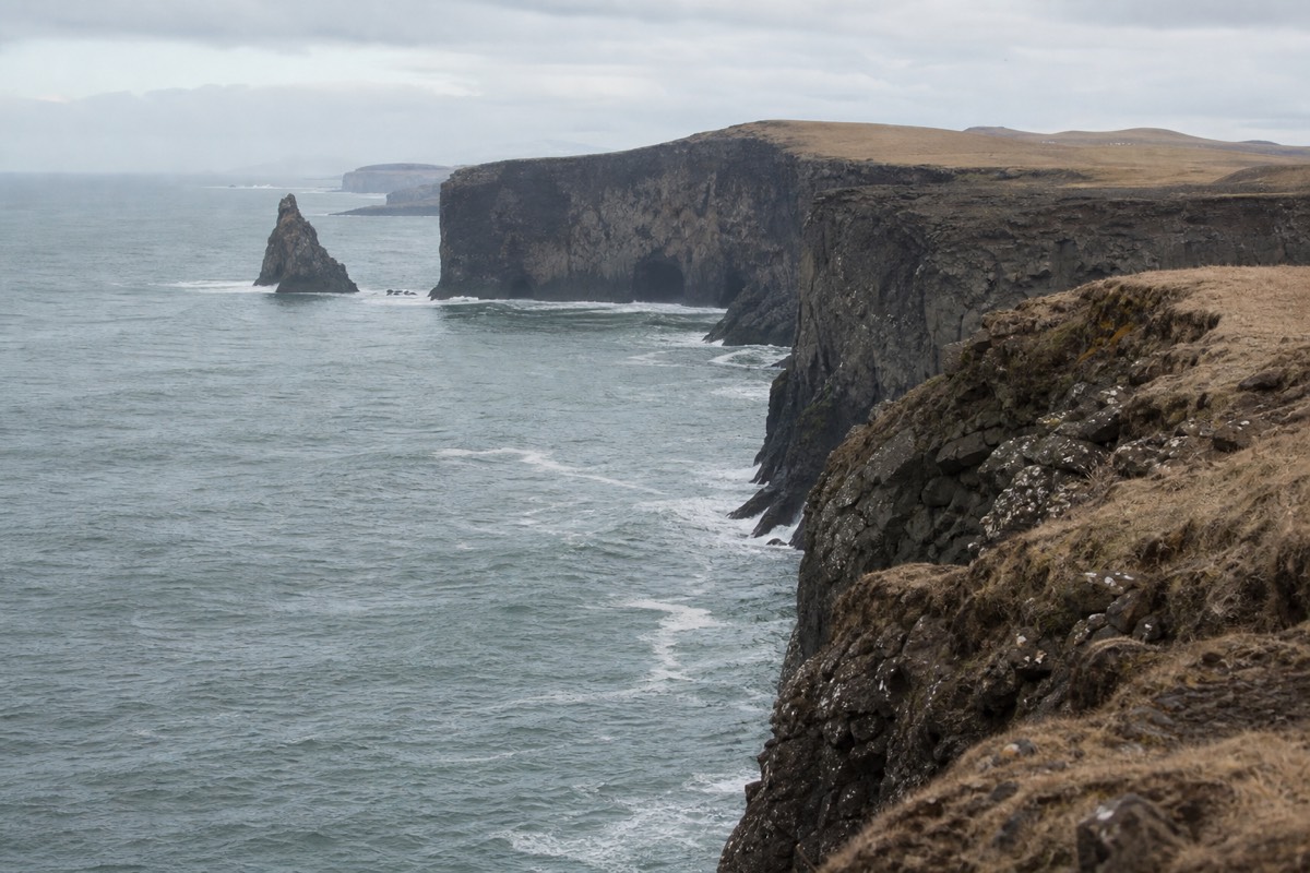 Atlantic puffins on a sea cliff in Iceland